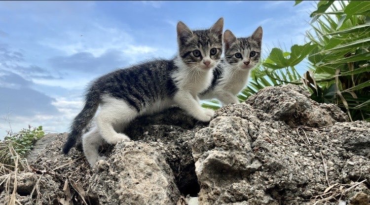 Turtle High Adventure - Europe